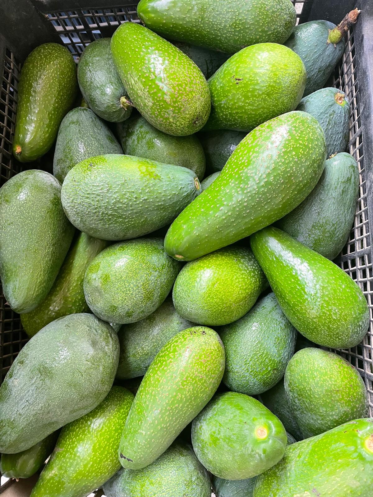 Zahidenin Tropikal Bahçesi 